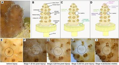Wound healing and regeneration in the reef building coral Acropora millepora